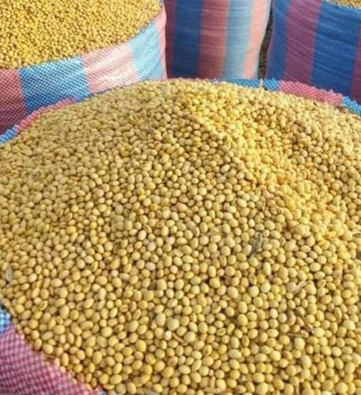 Soybeans view 3