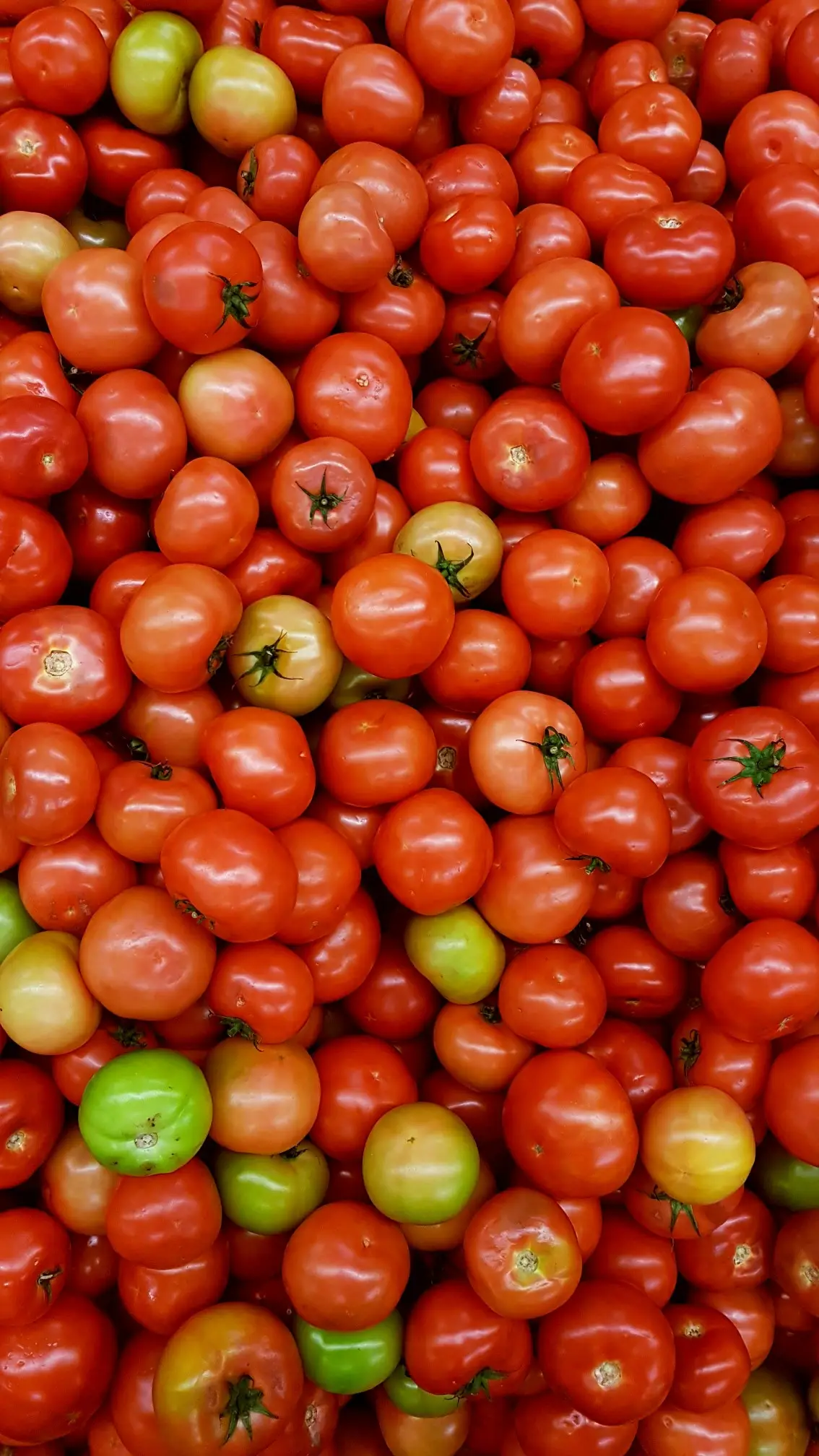 Fresh Tomatoes - Silver Food GmbH Germany Fresh Produce