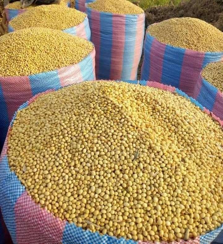 Soybeans - Silver Food GmbH Germany Grains & Cereals